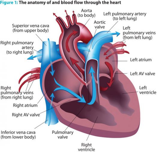 Cardiac Emergencies Require Efficient And Rapid Care For Survival 